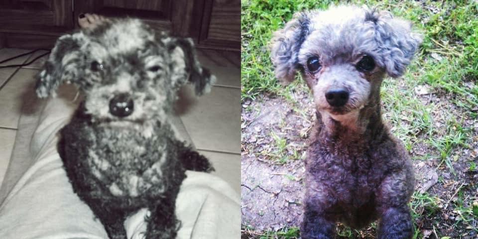 Jack before and after his rescue