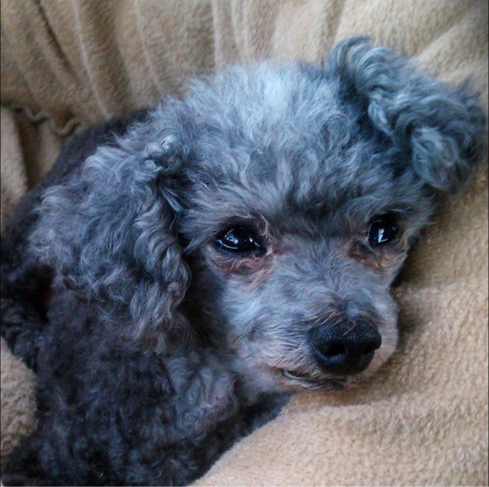 Jack, the poodle who inspired Peace Love Poodles