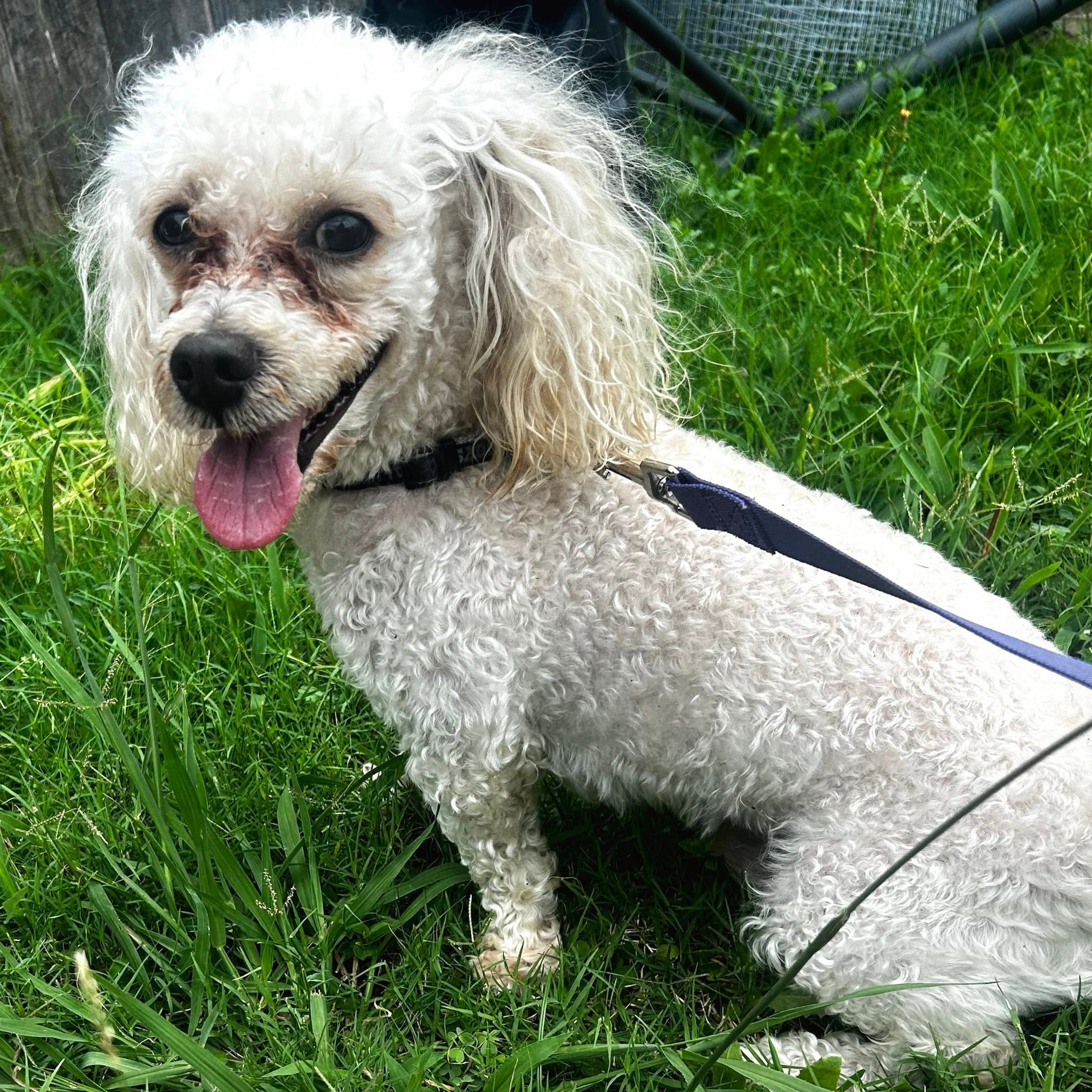 Lotus, a curly poodle who has been adopted