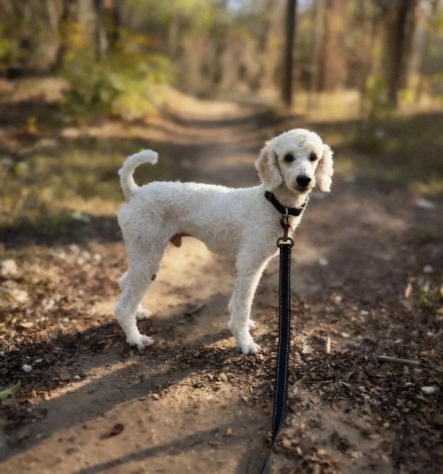 Lucious, a white poodle, standing on a wooded trail