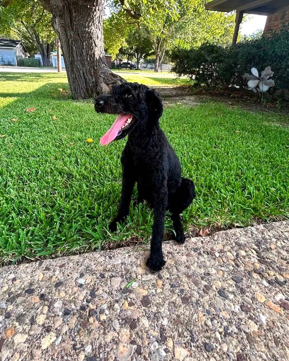 Matthew, a miniature doodle available for adoption